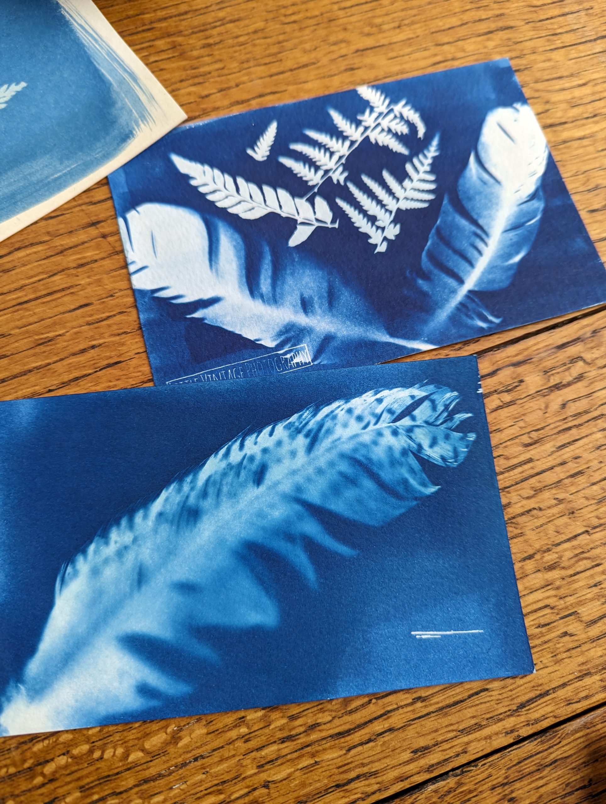 Examples of blue photos cyanotype made with birds feathers