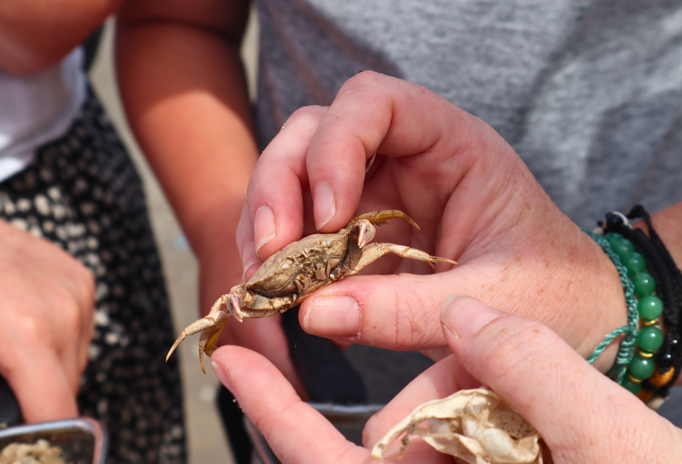 A hand holding a crab